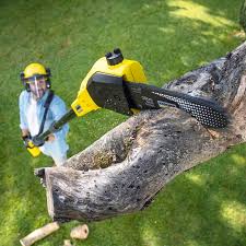 Best Tree Removal  in Mays Landing, NJ