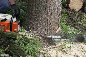 Best Tree Risk Assessment  in Mays Landing, NJ