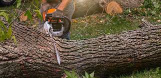  Mays Landing, NJ Tree Removal Pros