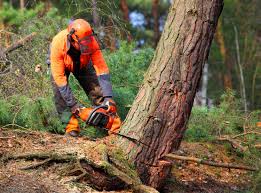 Best Lawn Watering Services  in Mays Landing, NJ