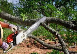 Best Lawn Renovation and Restoration  in Mays Landing, NJ