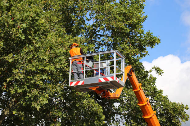 Best Tree Cabling and Bracing  in Mays Landing, NJ
