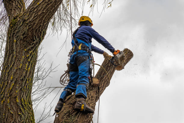 Best Stump Grinding and Removal  in Mays Landing, NJ