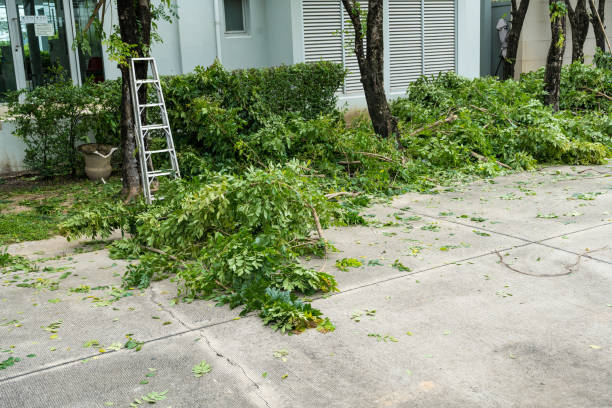 Best Storm Damage Tree Cleanup  in Mays Landing, NJ