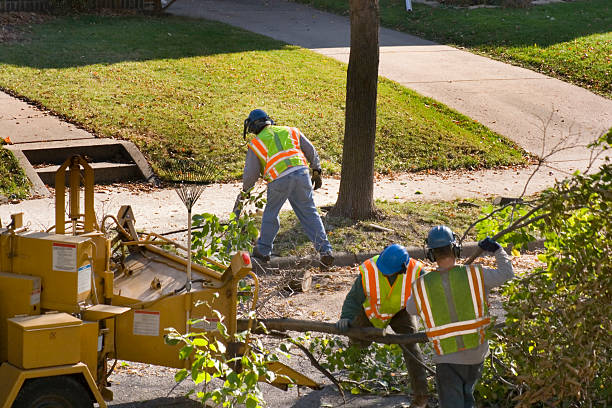 Best Arborist Consultation Services  in Mays Landing, NJ