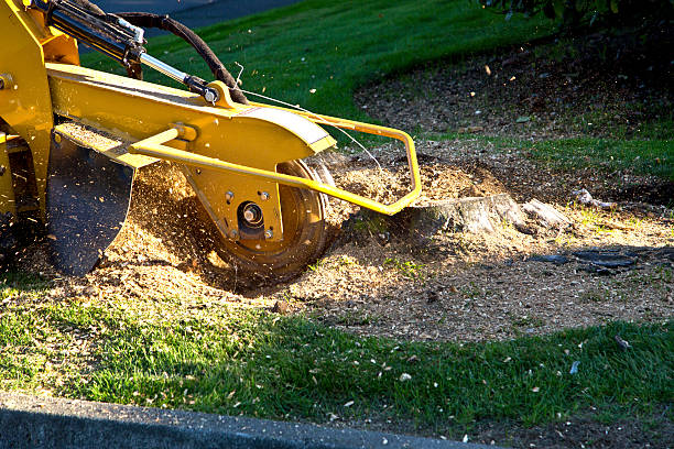 Best Artificial Turf Installation  in Mays Landing, NJ