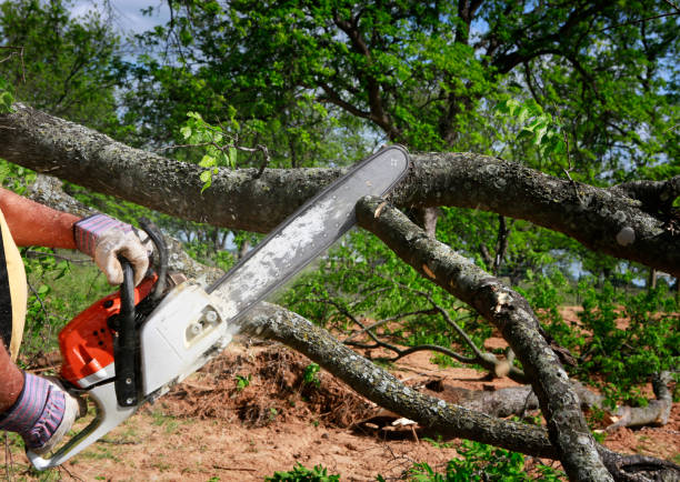 Best Weed Control  in Mays Landing, NJ