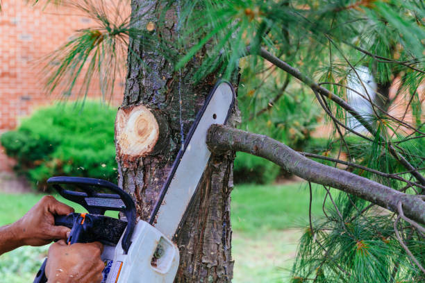 Best Organic Lawn Care Solutions  in Mays Landing, NJ